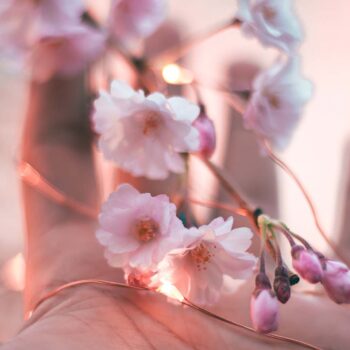 Open hand cradling cherry blossoms on tree