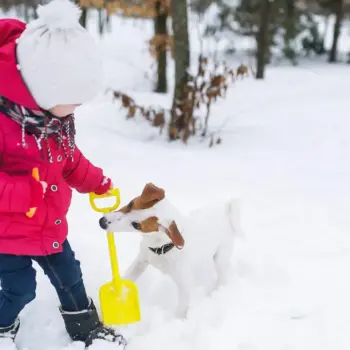 Kid shoveling snow with her dog biting the shovel handle.