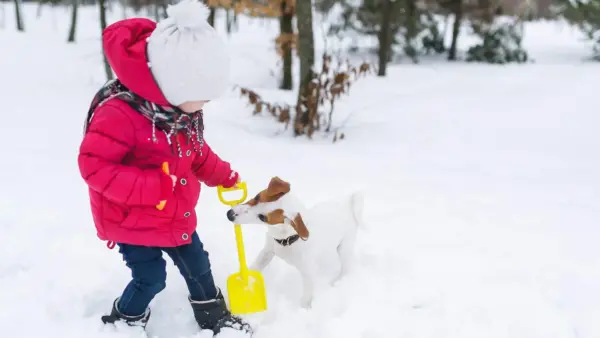 Kid shoveling snow with her dog biting the shovel handle.