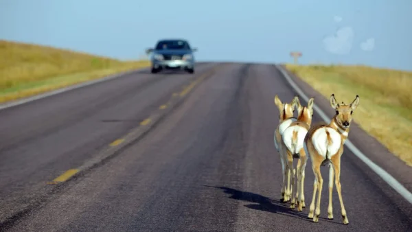 deer on the road in the spring with a car driving towards them