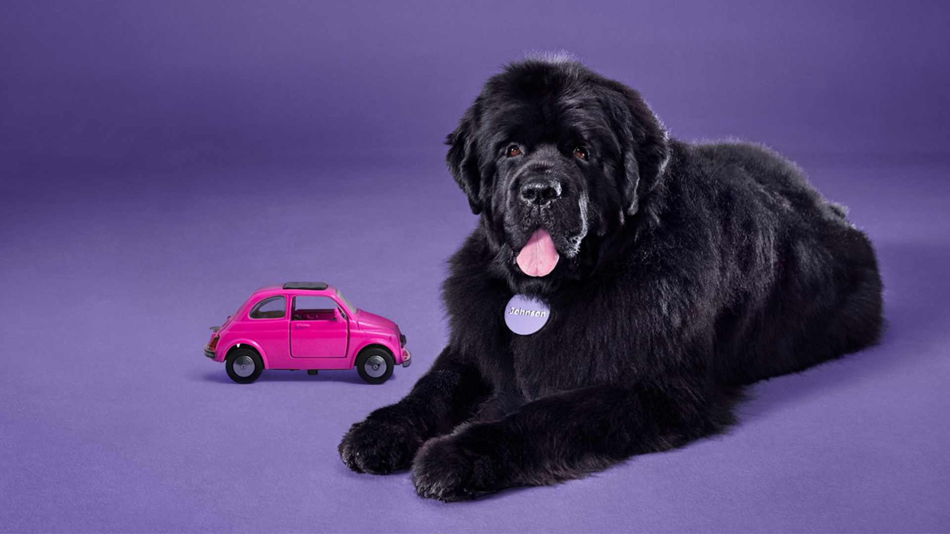 Johnson, a large black Newfoundland dog, beside a small pink car on a purple background