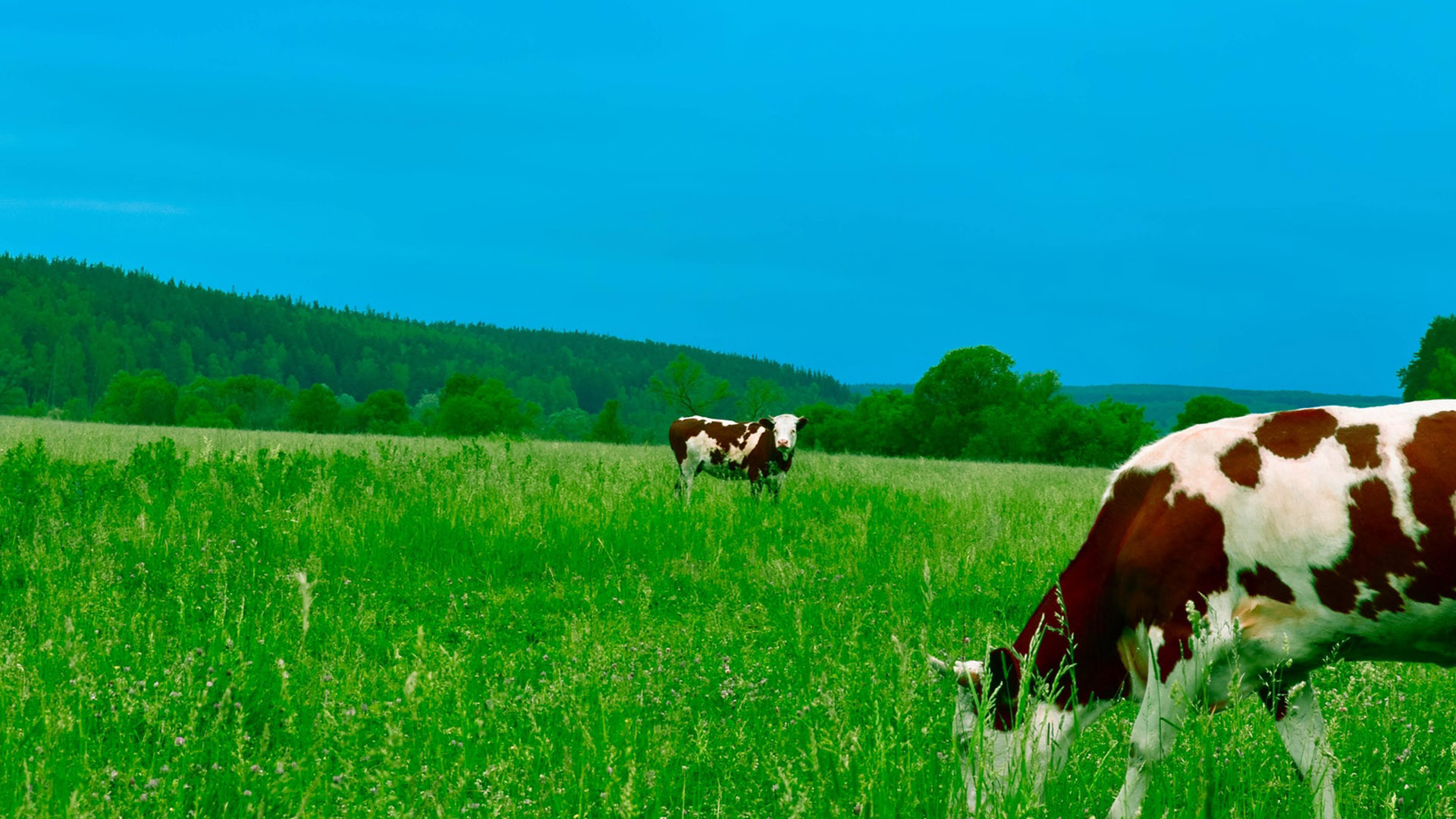 Cows grazing on tall grass in a vibrant green landscape