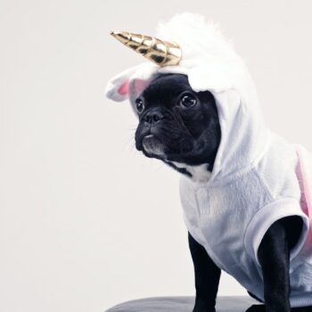 dog wearing a mythical unicorn costume