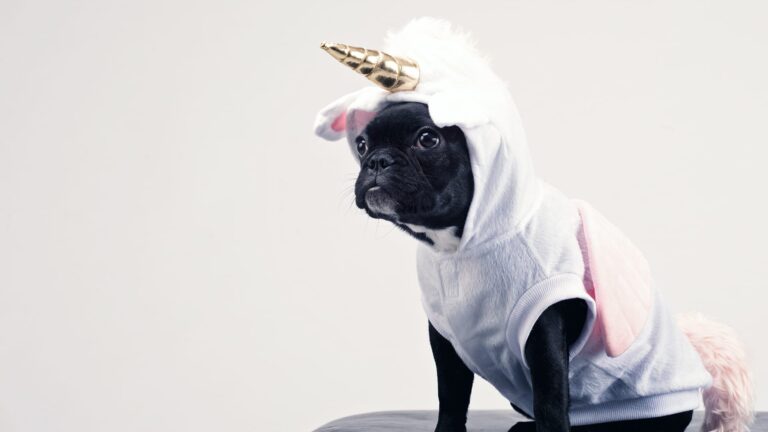 dog wearing a mythical unicorn costume