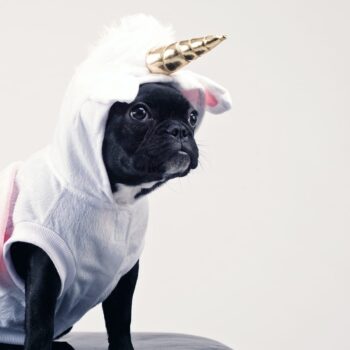 Dog wearing a mythical unicorn costume.