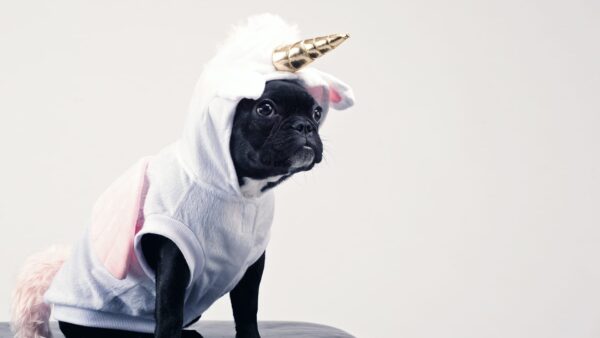 Dog wearing a mythical unicorn costume.