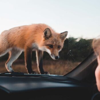 Red fox on car windshield looking in