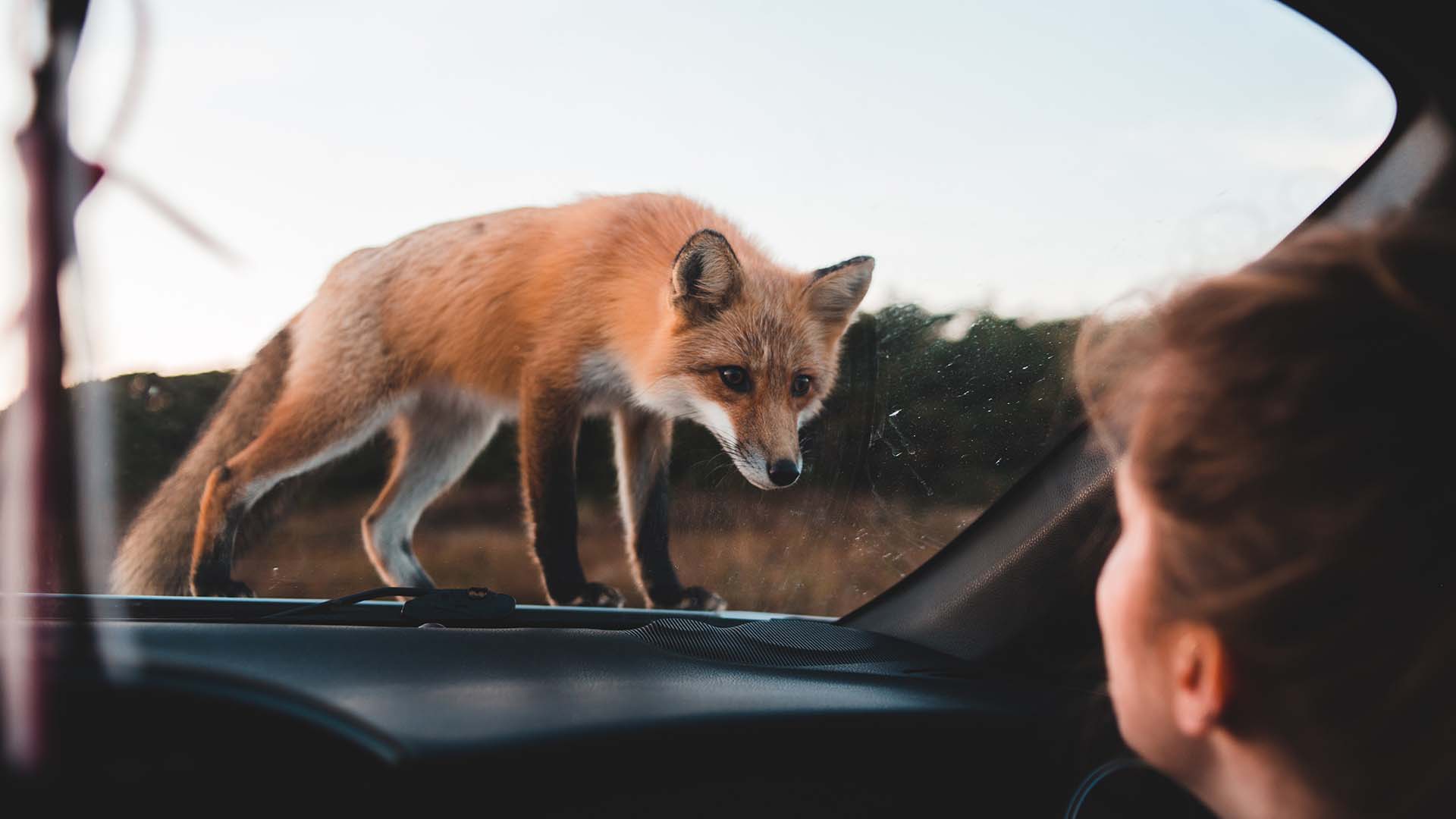 Red fox on car windshield looking in