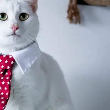 Cat wearing a dress shirt and tie.