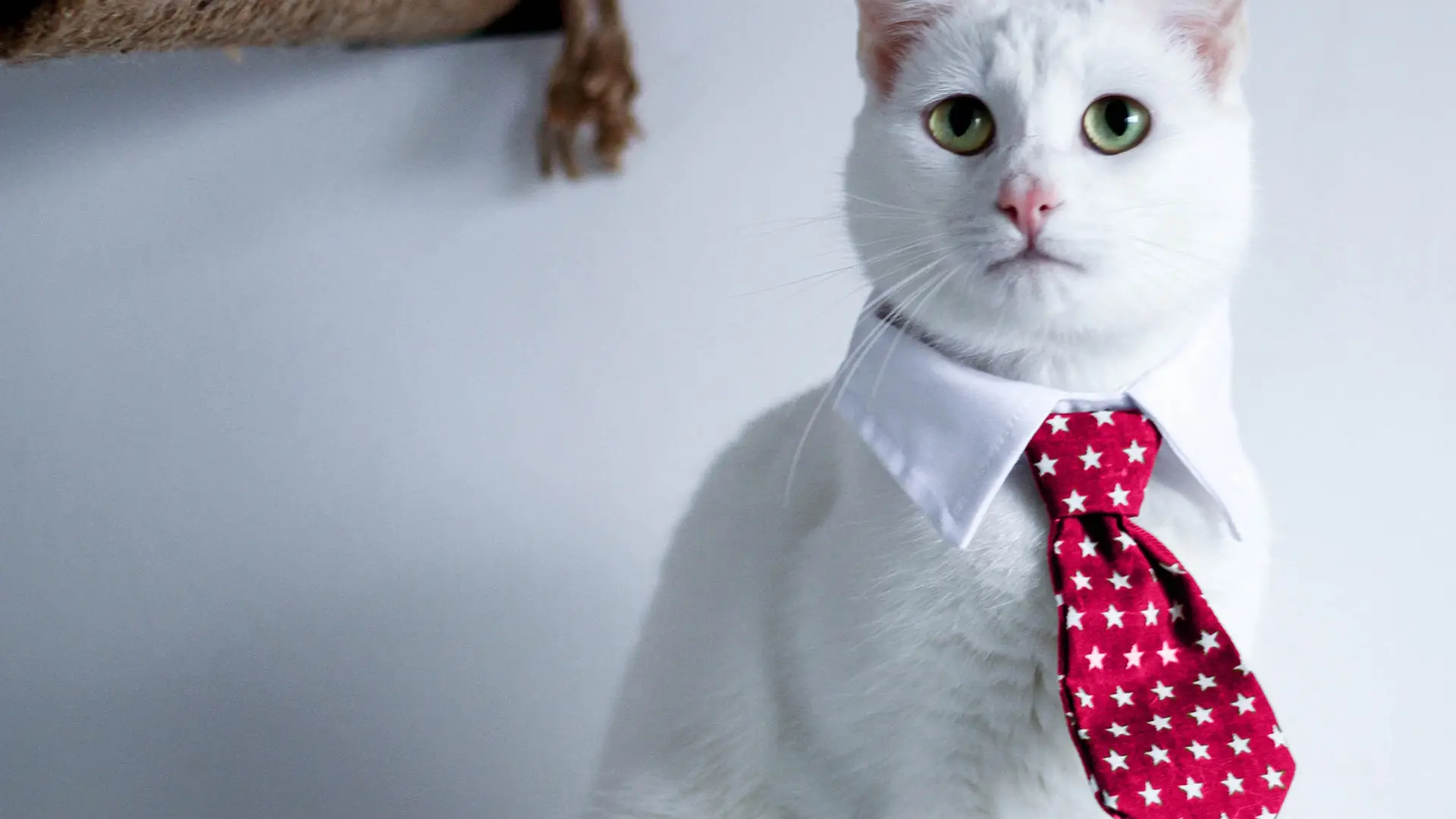 cat pretending to be a person in a tie