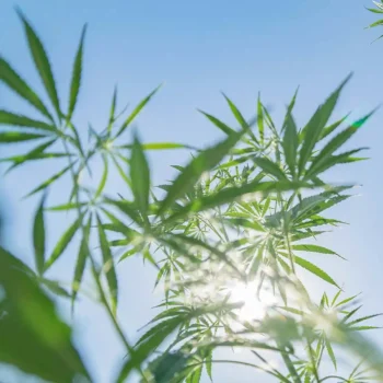 upward view of cannabis plants outdoors with sky backdrop and sunlight