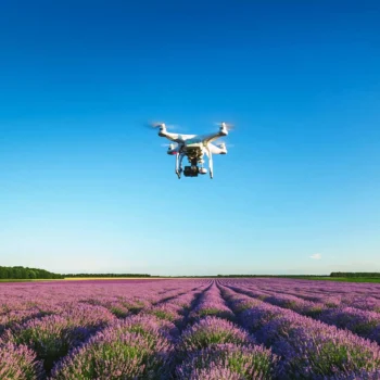 drone flying over lavender field