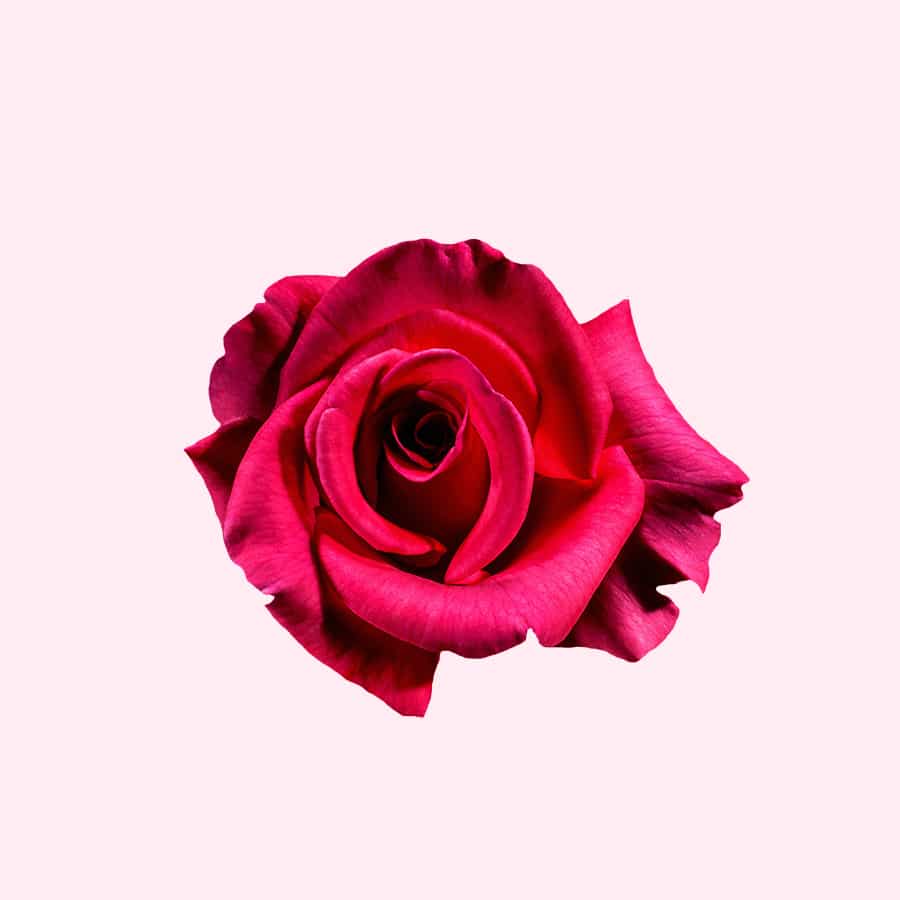 red rose on pink background