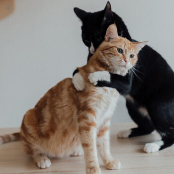 tuxedo cat hugging orange tabby