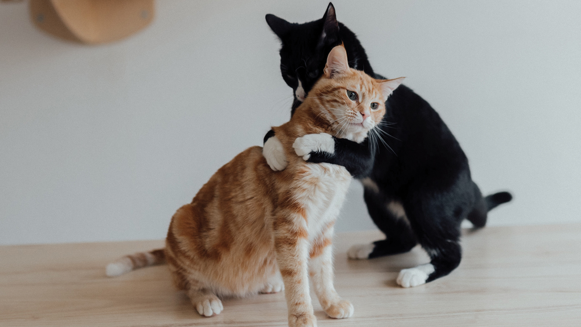 tuxedo cat hugging orange tabby