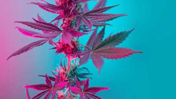 Cannabis plant stem on blue background with pink light shining on plant.