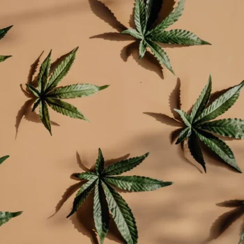 cannabis leaves on beige brown background