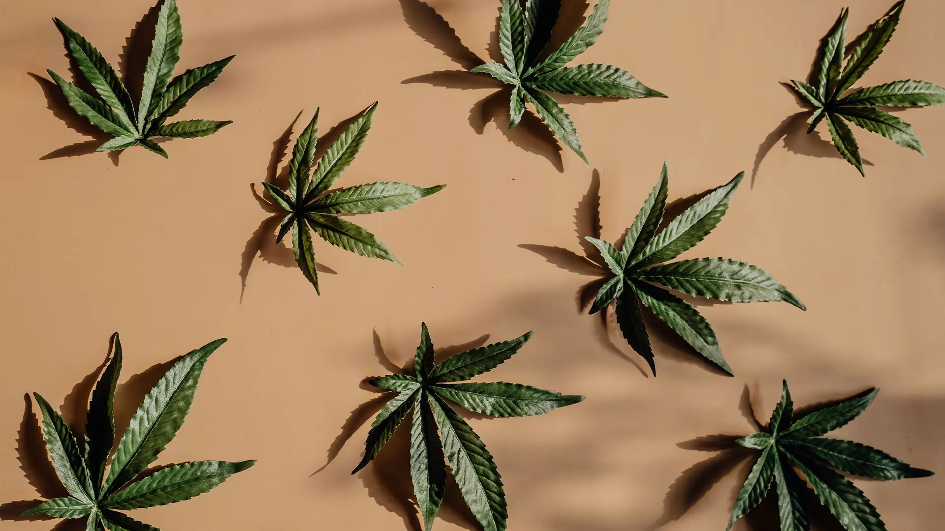 cannabis leaves on beige brown background