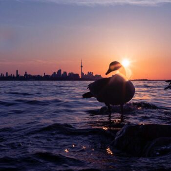 toronto sunset with birds in water