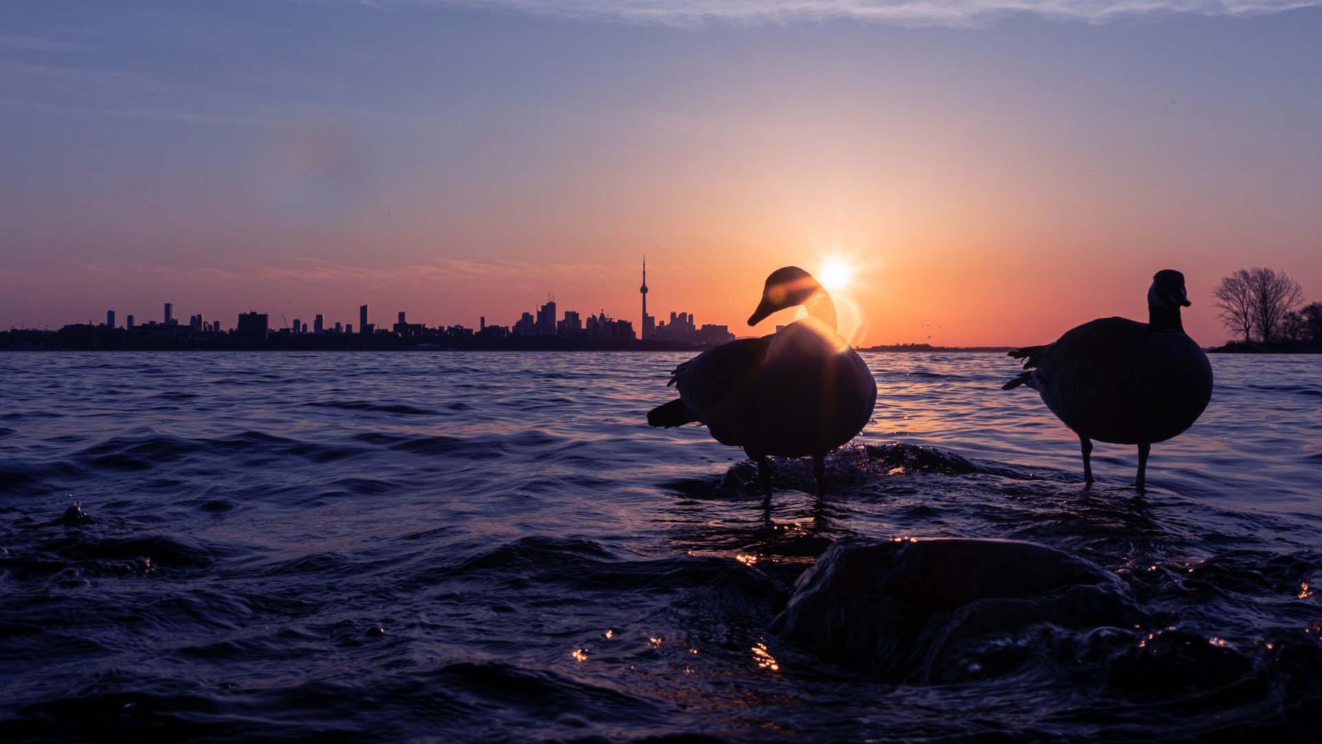 toronto sunset with birds in water