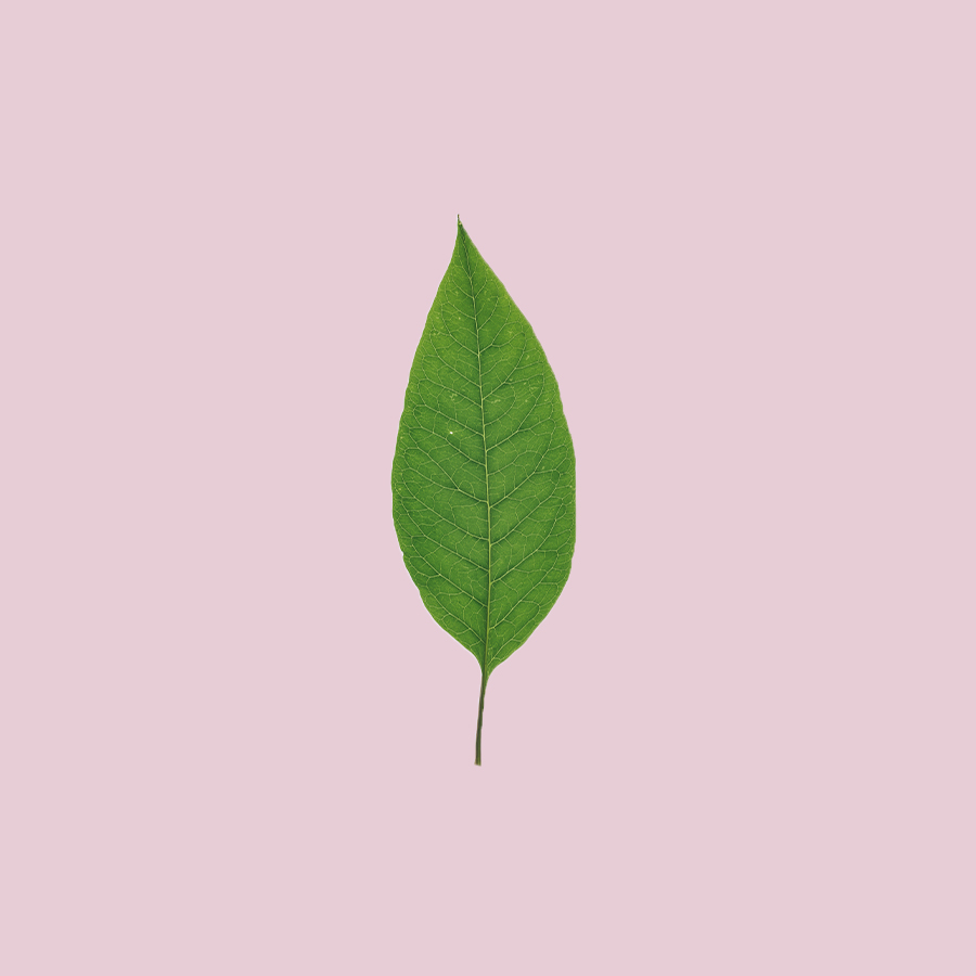 Green pokeweed leaf