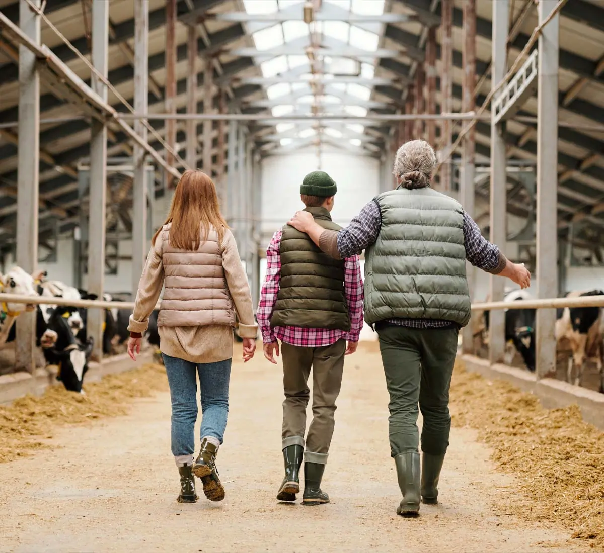 Three farmers walking in a large barn with dairy cows.