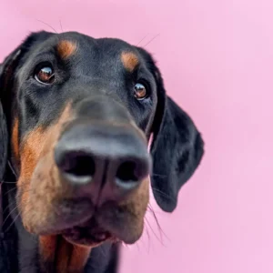 Doberman Pinscher dog.