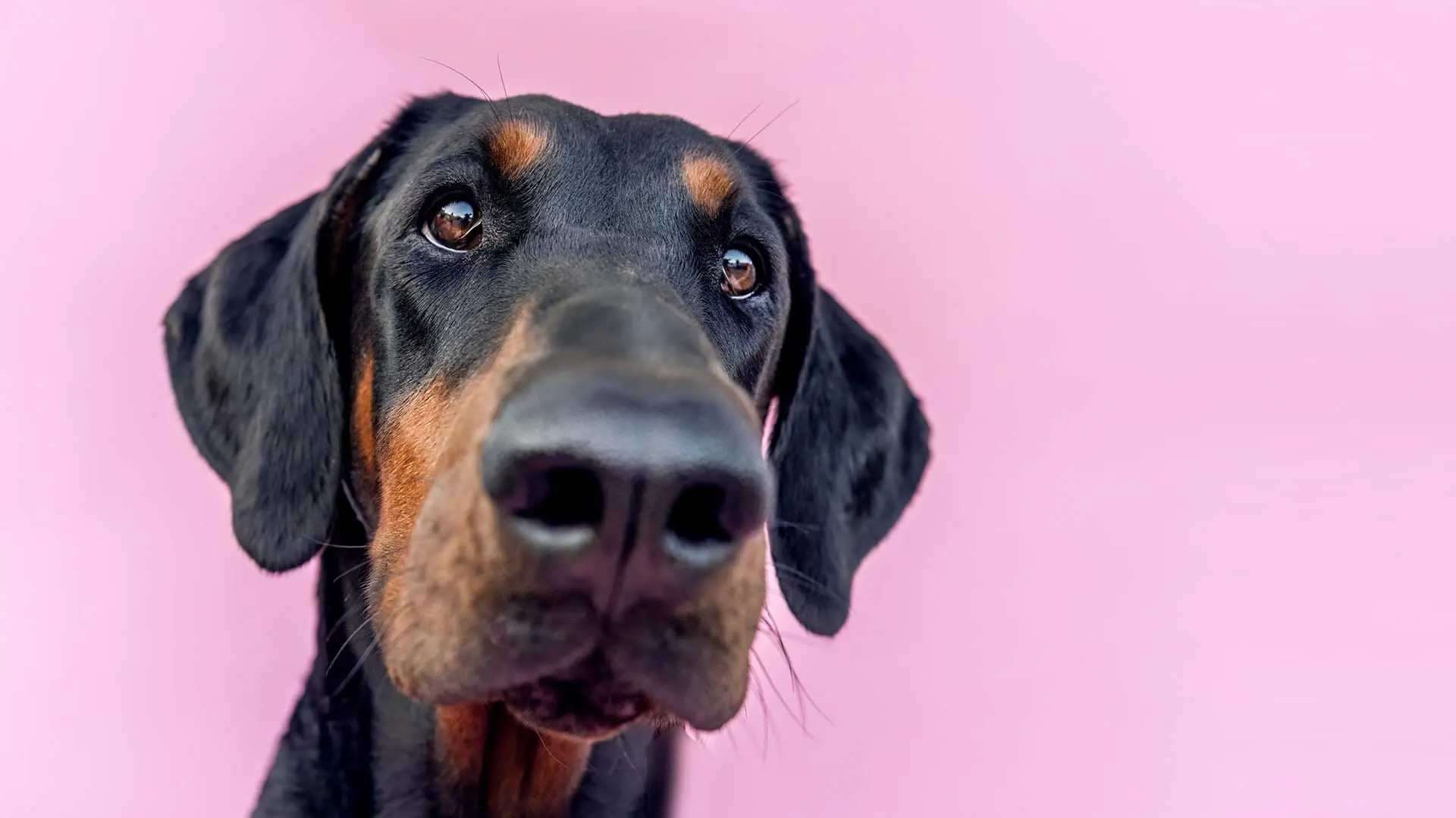 Doberman Pinscher dog.